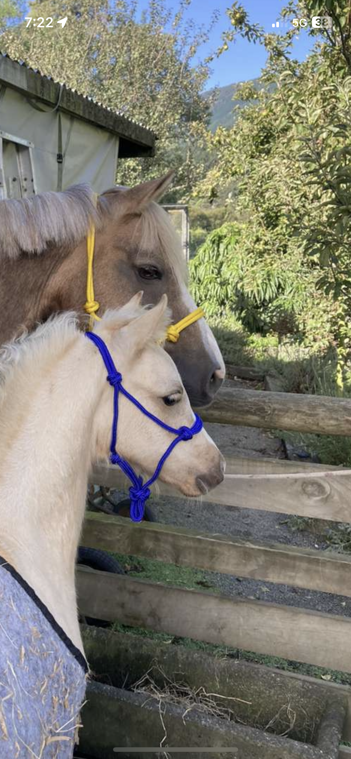 8 mm Rope Halters – Australian Made