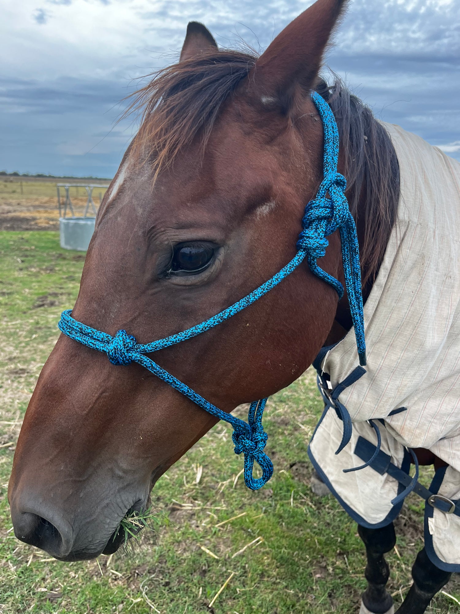 6 mm Rope Halter - Australian Made