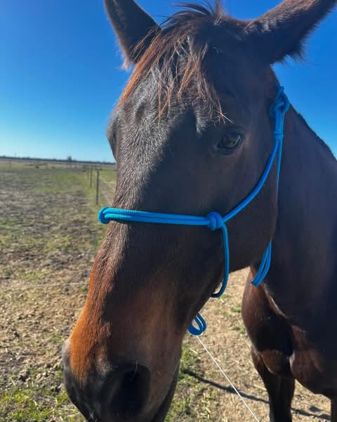 8mm Halter and Lead
