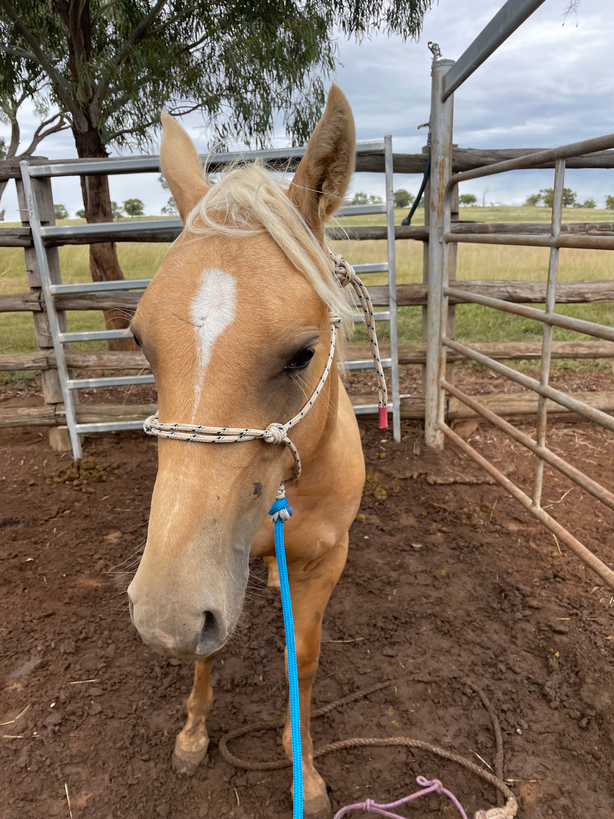 8mm Halter and Lead