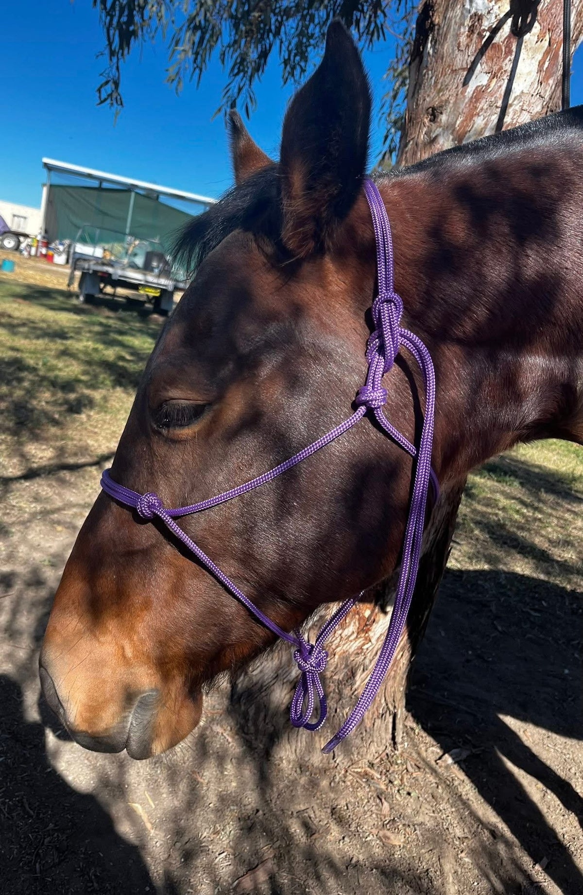 8mm Halter and Lead