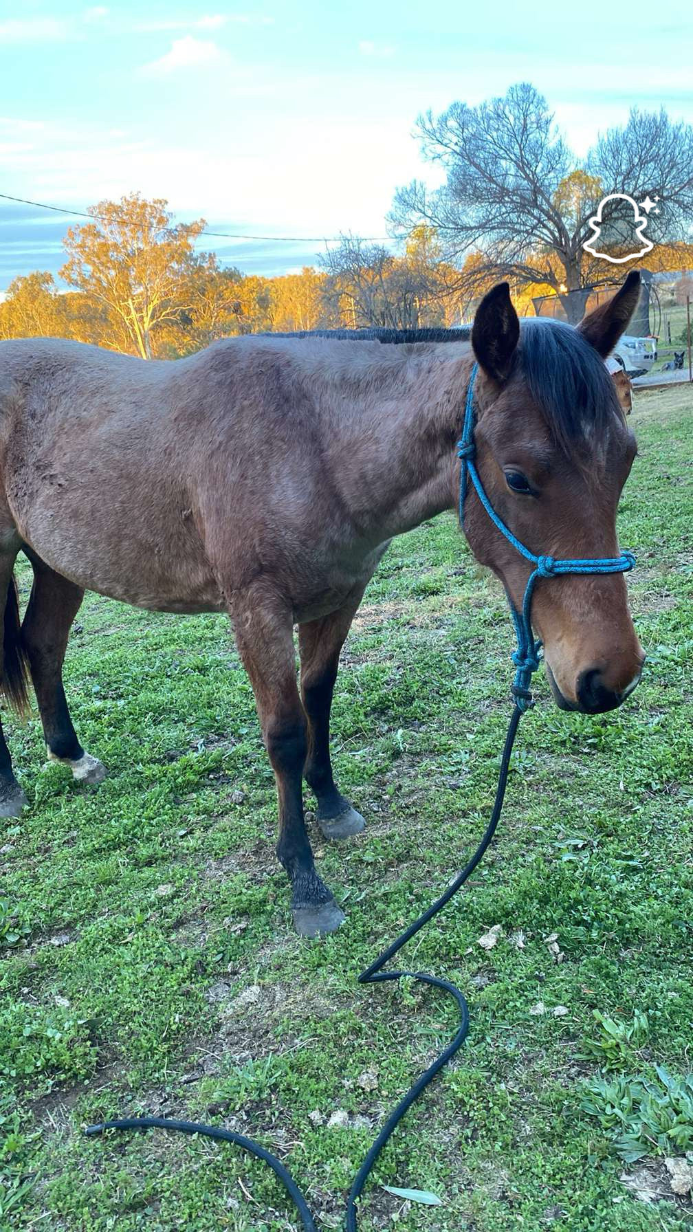 8mm Halter and Lead